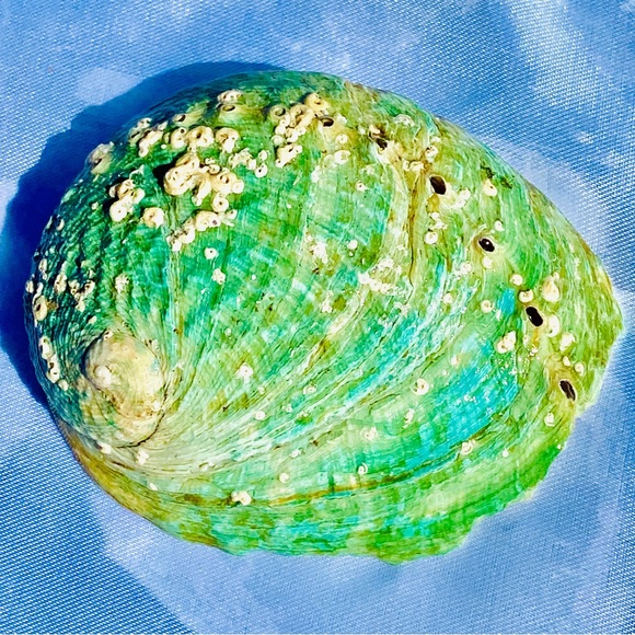 10 Small pcs Abalone Shell Australia SeaShell Rainbow Green Red Pearl Polished - Picture 6 of 7